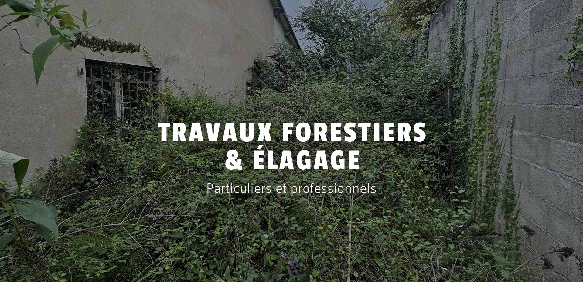 Élagueur grimpeur à Pau